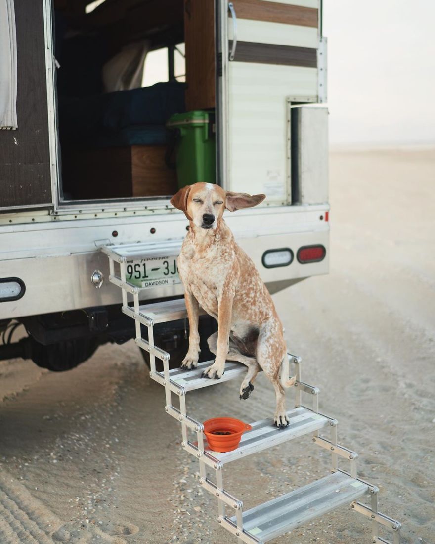 More Than 1 Million Followers Are Enchanted By The Beautiful Friendship Of This Rescued Dog With Its Owner On Instagram