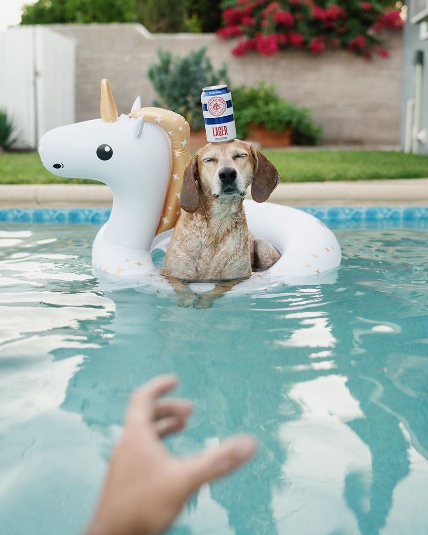 More Than 1 Million Followers Are Enchanted By The Beautiful Friendship Of This Rescued Dog With Its Owner On Instagram