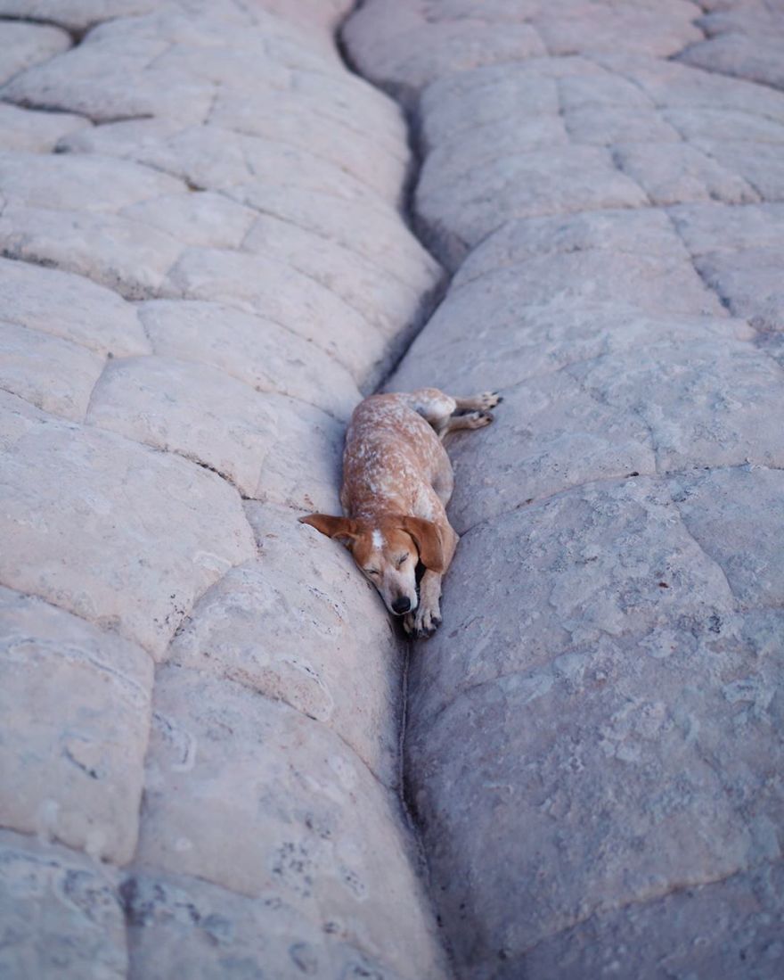 More Than 1 Million Followers Are Enchanted By The Beautiful Friendship Of This Rescued Dog With Its Owner On Instagram