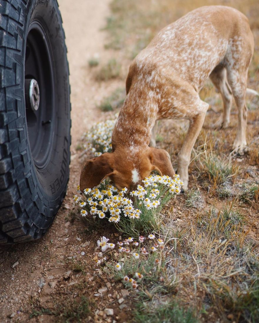 More Than 1 Million Followers Are Enchanted By The Beautiful Friendship Of This Rescued Dog With Its Owner On Instagram