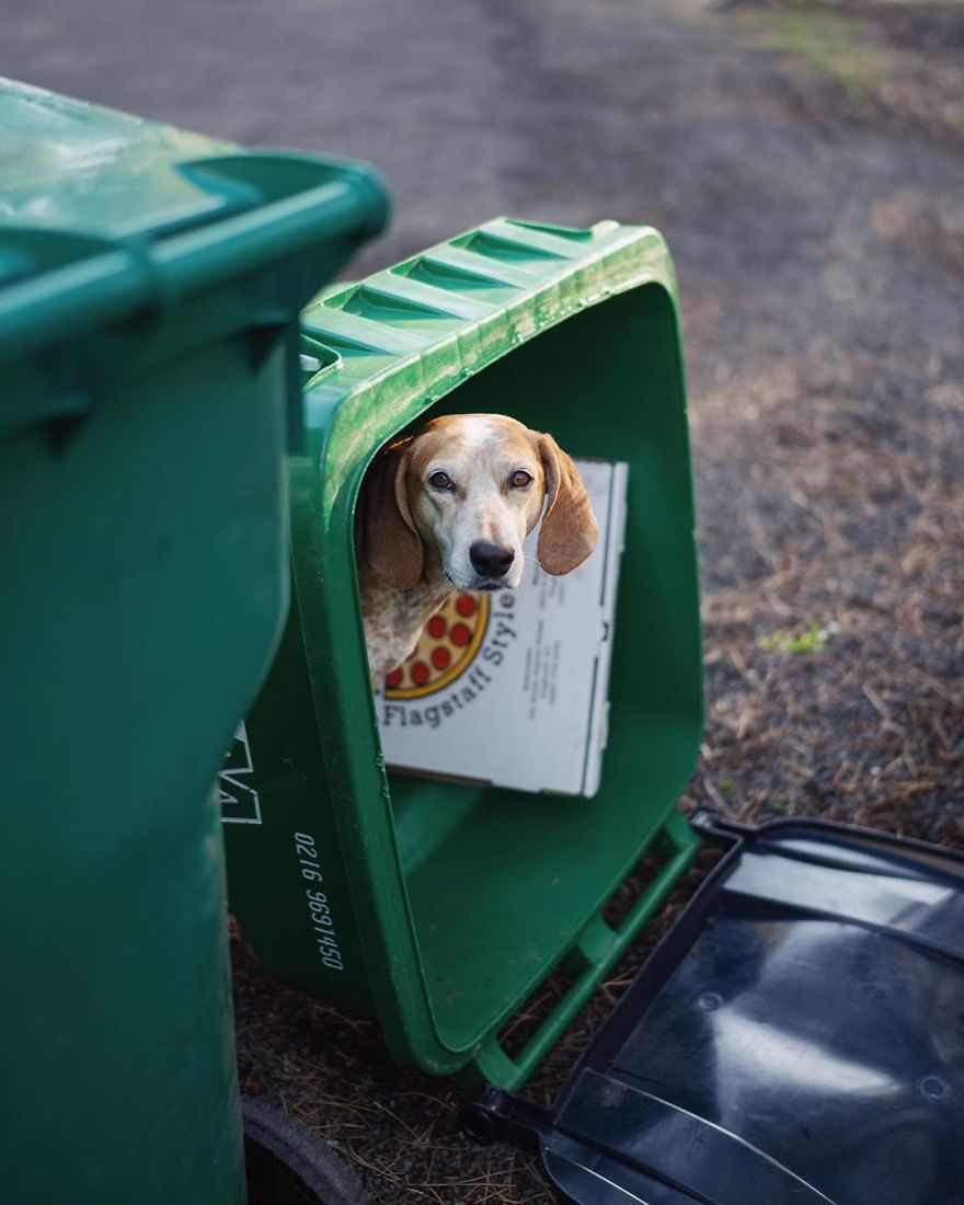 More Than 1 Million Followers Are Enchanted By The Beautiful Friendship Of This Rescued Dog With Its Owner On Instagram