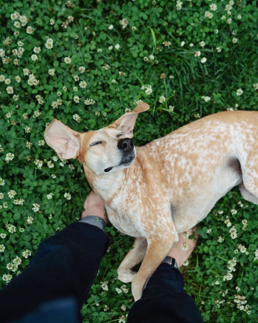 More Than 1 Million Followers Are Enchanted By The Beautiful Friendship Of This Rescued Dog With Its Owner On Instagram