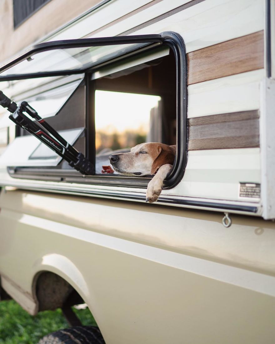 More Than 1 Million Followers Are Enchanted By The Beautiful Friendship Of This Rescued Dog With Its Owner On Instagram