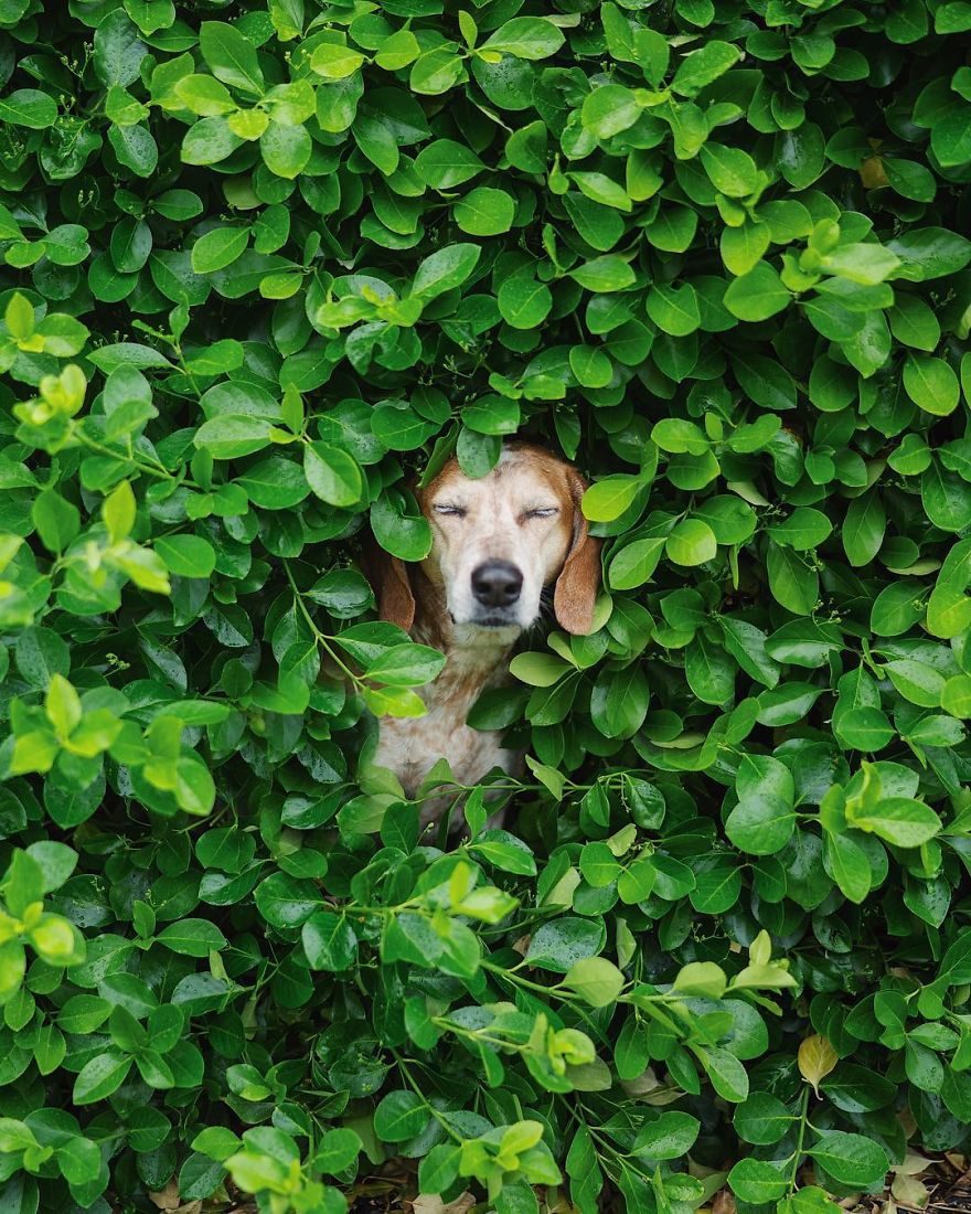 More Than 1 Million Followers Are Enchanted By The Beautiful Friendship Of This Rescued Dog With Its Owner On Instagram