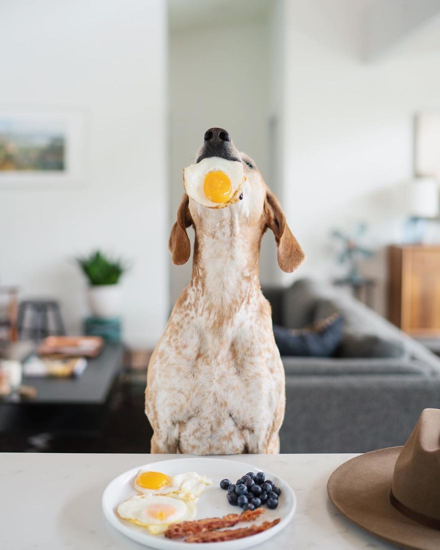 More Than 1 Million Followers Are Enchanted By The Beautiful Friendship Of This Rescued Dog With Its Owner On Instagram