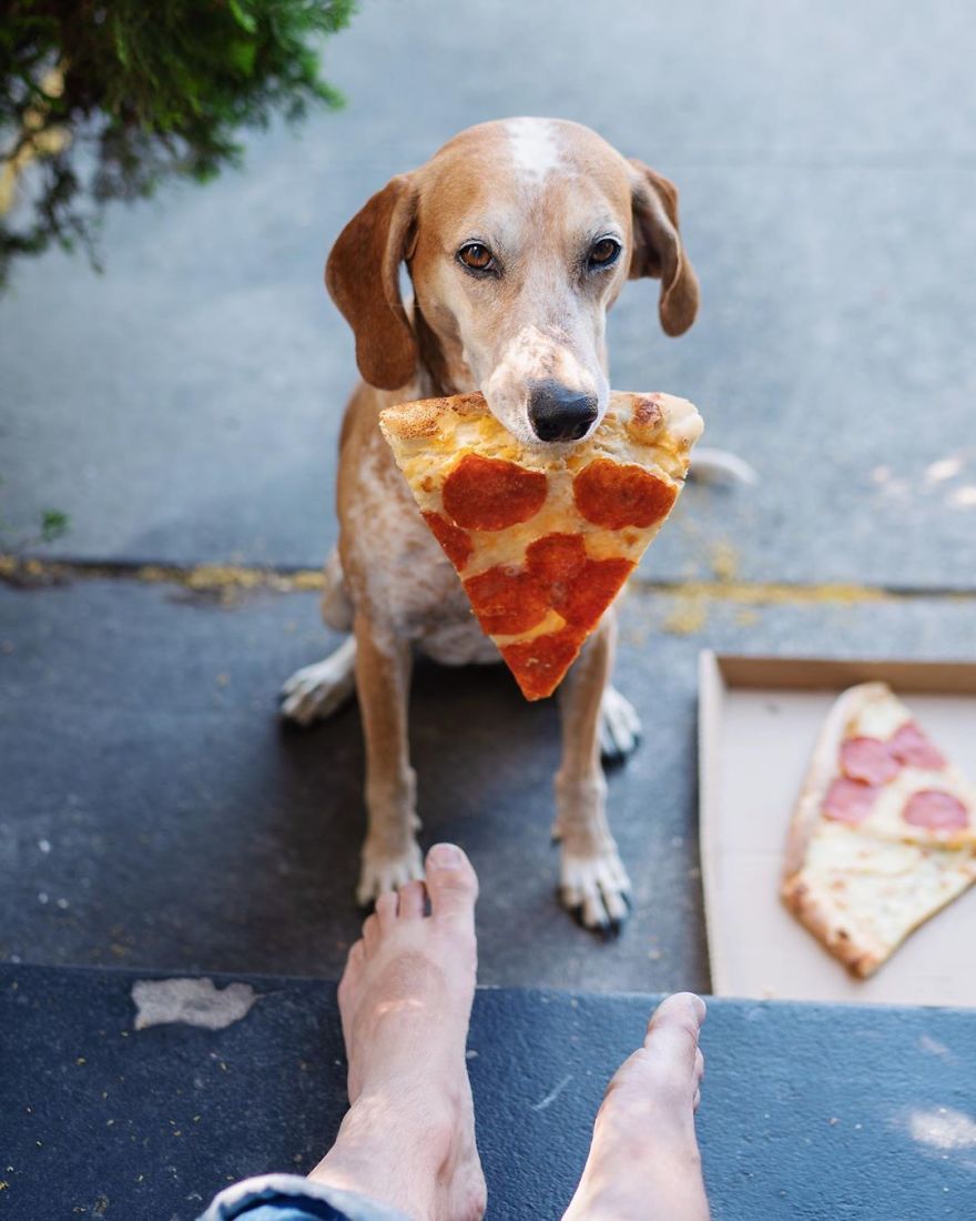 More Than 1 Million Followers Are Enchanted By The Beautiful Friendship Of This Rescued Dog With Its Owner On Instagram