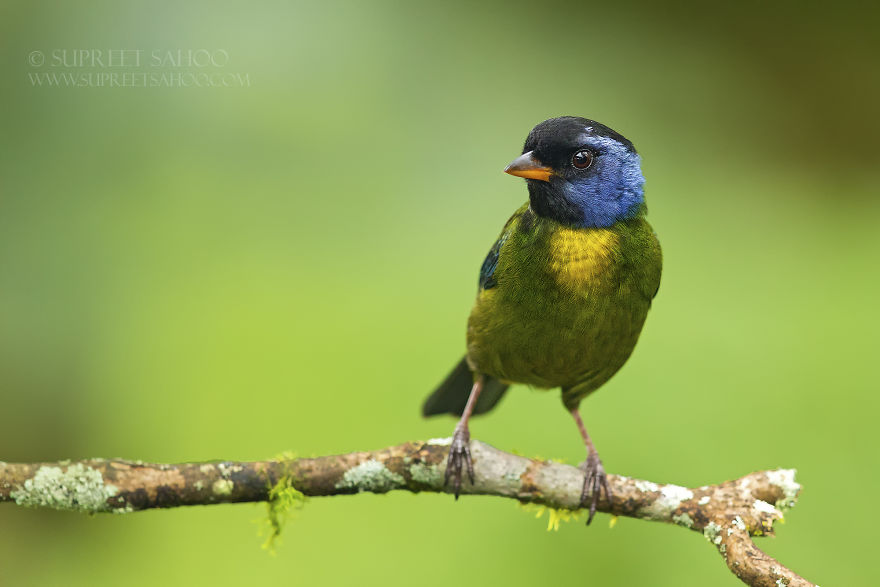 Moss-Backed Tanager