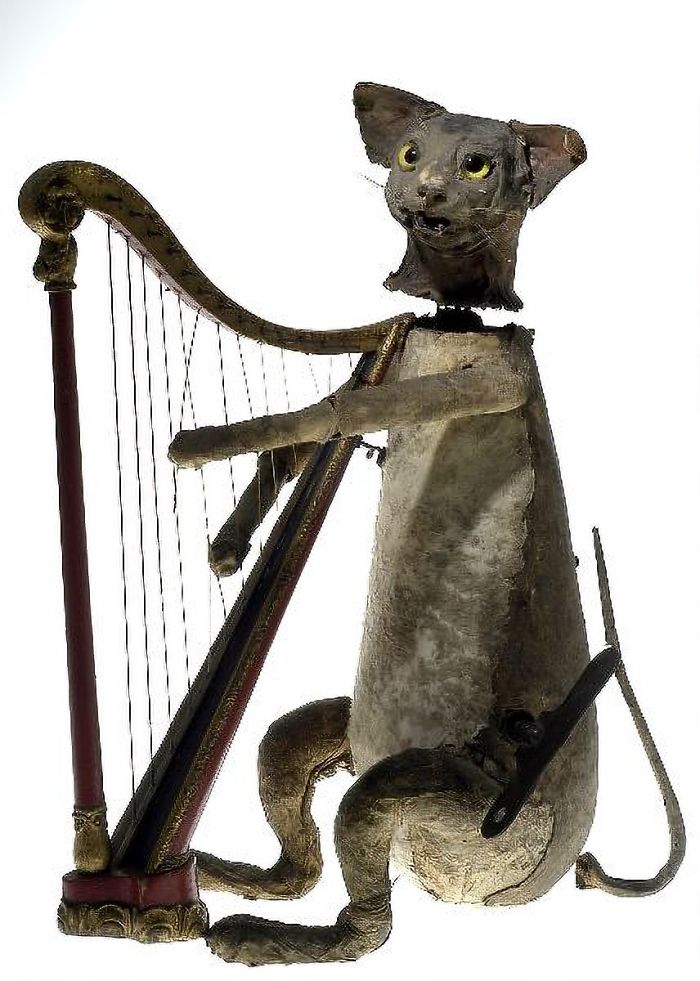 Cute Little Kitty Cat