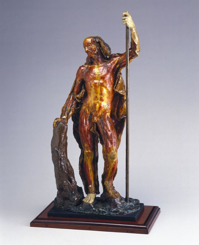 Peeled Skin Anatomical Model From Science Museum