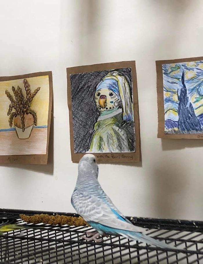 My Friend Created A Tiny Art Gallery For Her 7 Budgies My Friend Created A Tiny Art Gallery For Her 7 Budgies