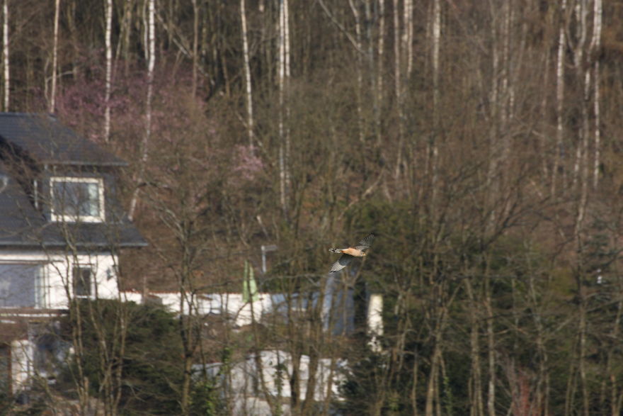 Some Random Nature Pics From The Last Few Days