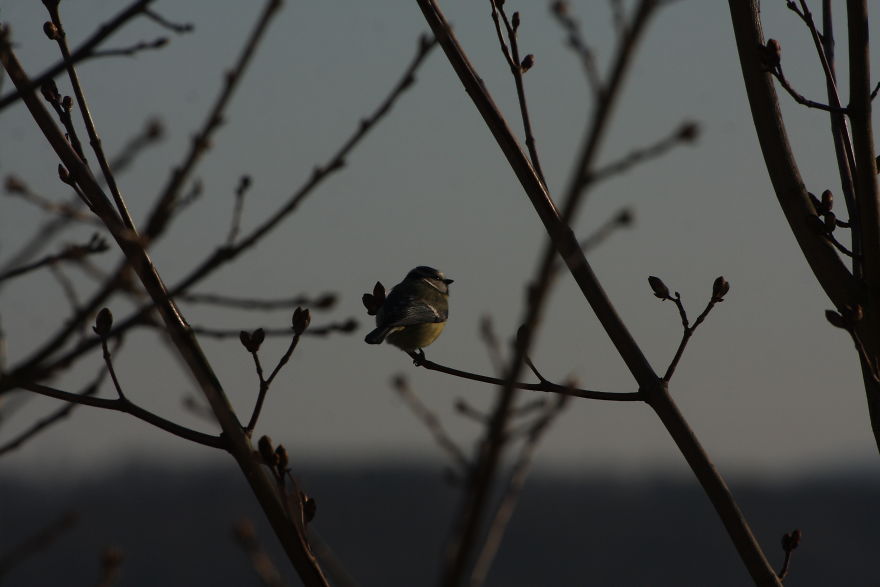 Some Random Nature Pics From The Last Few Days