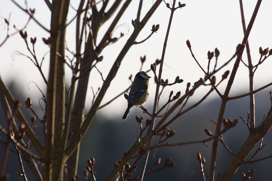 Some Random Nature Pics From The Last Few Days