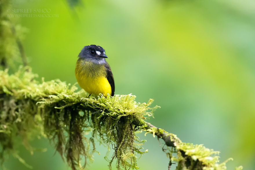 Ornate Flycatcher