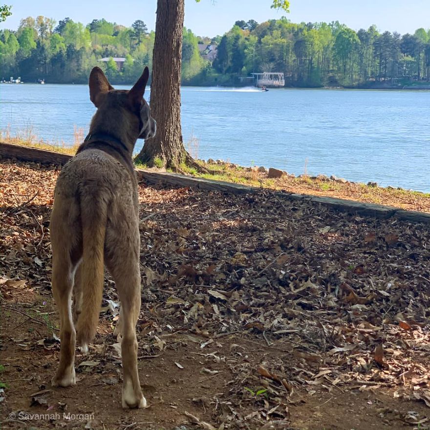 Photographer Transports Pets During Quarantine Using Photoshop