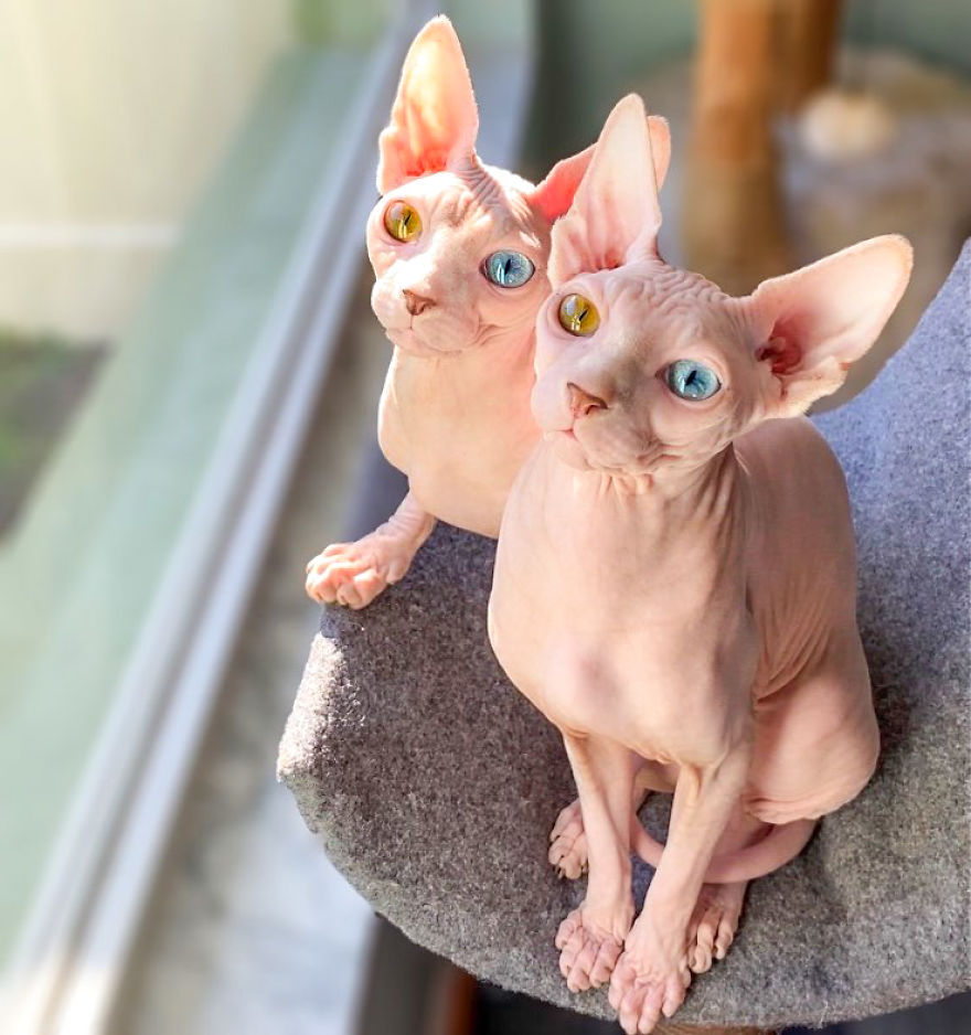 Your Pets Can Help You More Than You Think During This Tough Time