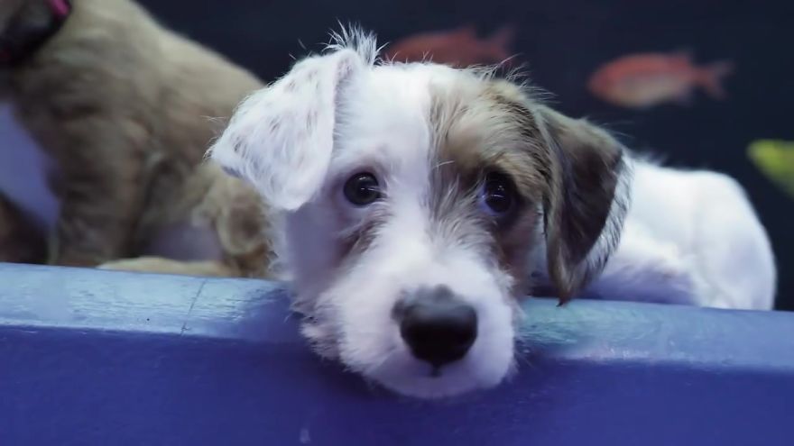 These Kittens And Pups Got To Explore A Giant Aquarium And It's Probably What We All Need In These Dark Times (32 Pics) These Kittens And Pups Got To Explore A Giant Aquarium And It's Probably What We All Need In These Dark Times (32 Pics)