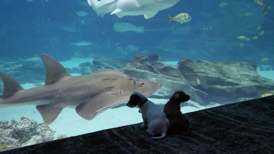 These Kittens And Pups Got To Explore A Giant Aquarium And It's Probably What We All Need In These Dark Times (32 Pics) These Kittens And Pups Got To Explore A Giant Aquarium And It's Probably What We All Need In These Dark Times (32 Pics)