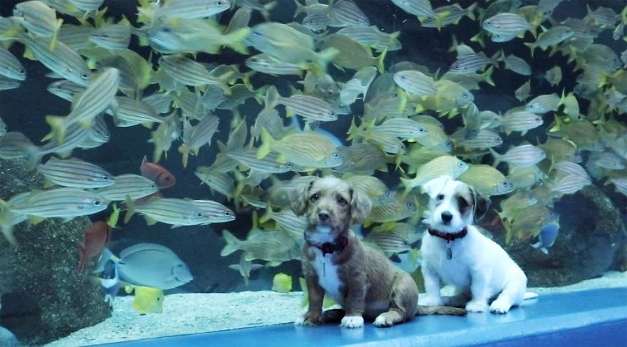 These Kittens And Pups Got To Explore A Giant Aquarium And It's Probably What We All Need In These Dark Times (32 Pics) These Kittens And Pups Got To Explore A Giant Aquarium And It's Probably What We All Need In These Dark Times (32 Pics)