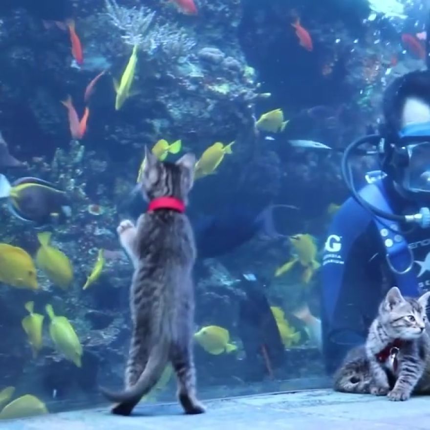 These Kittens And Pups Got To Explore A Giant Aquarium And It's Probably What We All Need In These Dark Times (32 Pics) These Kittens And Pups Got To Explore A Giant Aquarium And It's Probably What We All Need In These Dark Times (32 Pics)