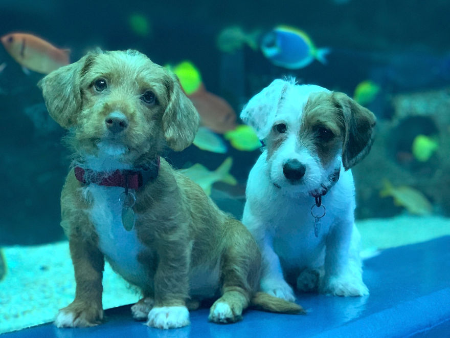 These Kittens And Pups Got To Explore A Giant Aquarium And It's Probably What We All Need In These Dark Times (32 Pics) These Kittens And Pups Got To Explore A Giant Aquarium And It's Probably What We All Need In These Dark Times (32 Pics)