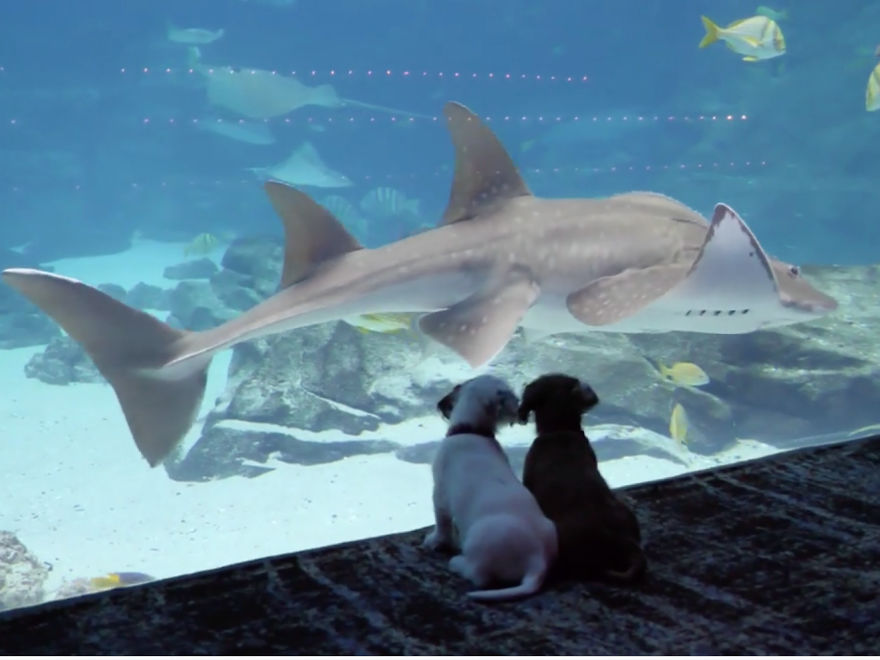 These Kittens And Pups Got To Explore A Giant Aquarium And It's Probably What We All Need In These Dark Times (32 Pics) These Kittens And Pups Got To Explore A Giant Aquarium And It's Probably What We All Need In These Dark Times (32 Pics)