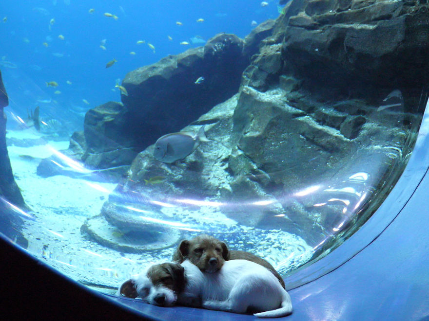 These Kittens And Pups Got To Explore A Giant Aquarium And It's Probably What We All Need In These Dark Times (32 Pics) These Kittens And Pups Got To Explore A Giant Aquarium And It's Probably What We All Need In These Dark Times (32 Pics)