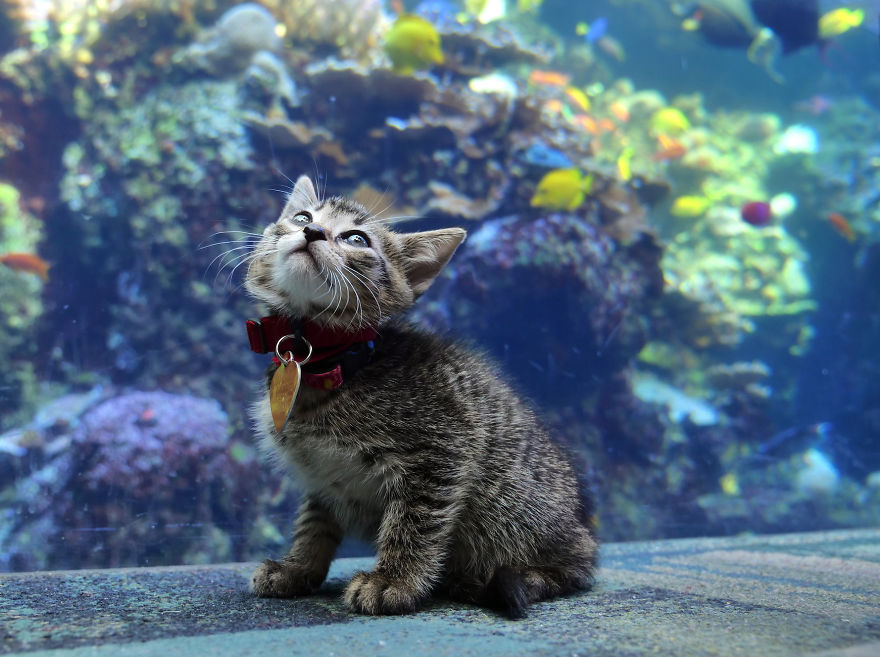 These Kittens And Pups Got To Explore A Giant Aquarium And It's Probably What We All Need In These Dark Times (32 Pics) These Kittens And Pups Got To Explore A Giant Aquarium And It's Probably What We All Need In These Dark Times (32 Pics)