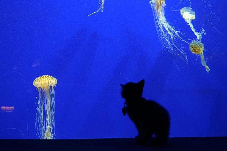 These Kittens And Pups Got To Explore A Giant Aquarium And It's Probably What We All Need In These Dark Times (32 Pics) These Kittens And Pups Got To Explore A Giant Aquarium And It's Probably What We All Need In These Dark Times (32 Pics)