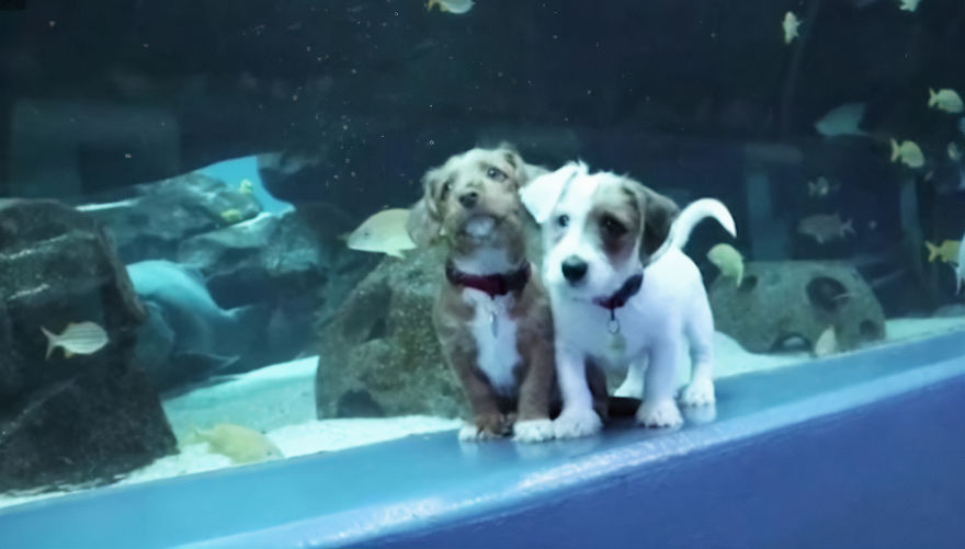 These Kittens And Pups Got To Explore A Giant Aquarium And It's Probably What We All Need In These Dark Times (32 Pics) These Kittens And Pups Got To Explore A Giant Aquarium And It's Probably What We All Need In These Dark Times (32 Pics)