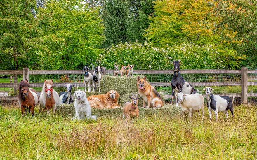I Photograph Full Farm Portraits! I Photograph Full Farm Portraits!