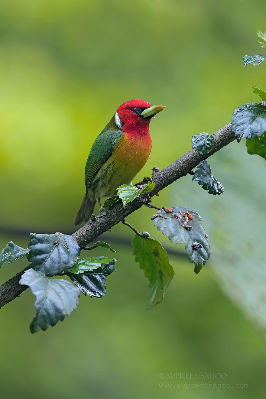 Red-Headed Barbet