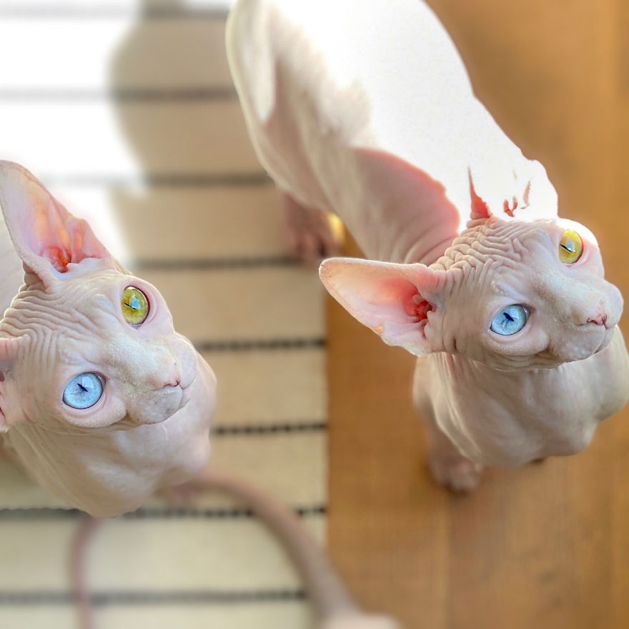 Your Pets Can Help You More Than You Think During This Tough Time