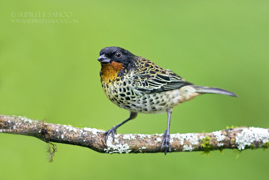 Rufus-Throated Tanager