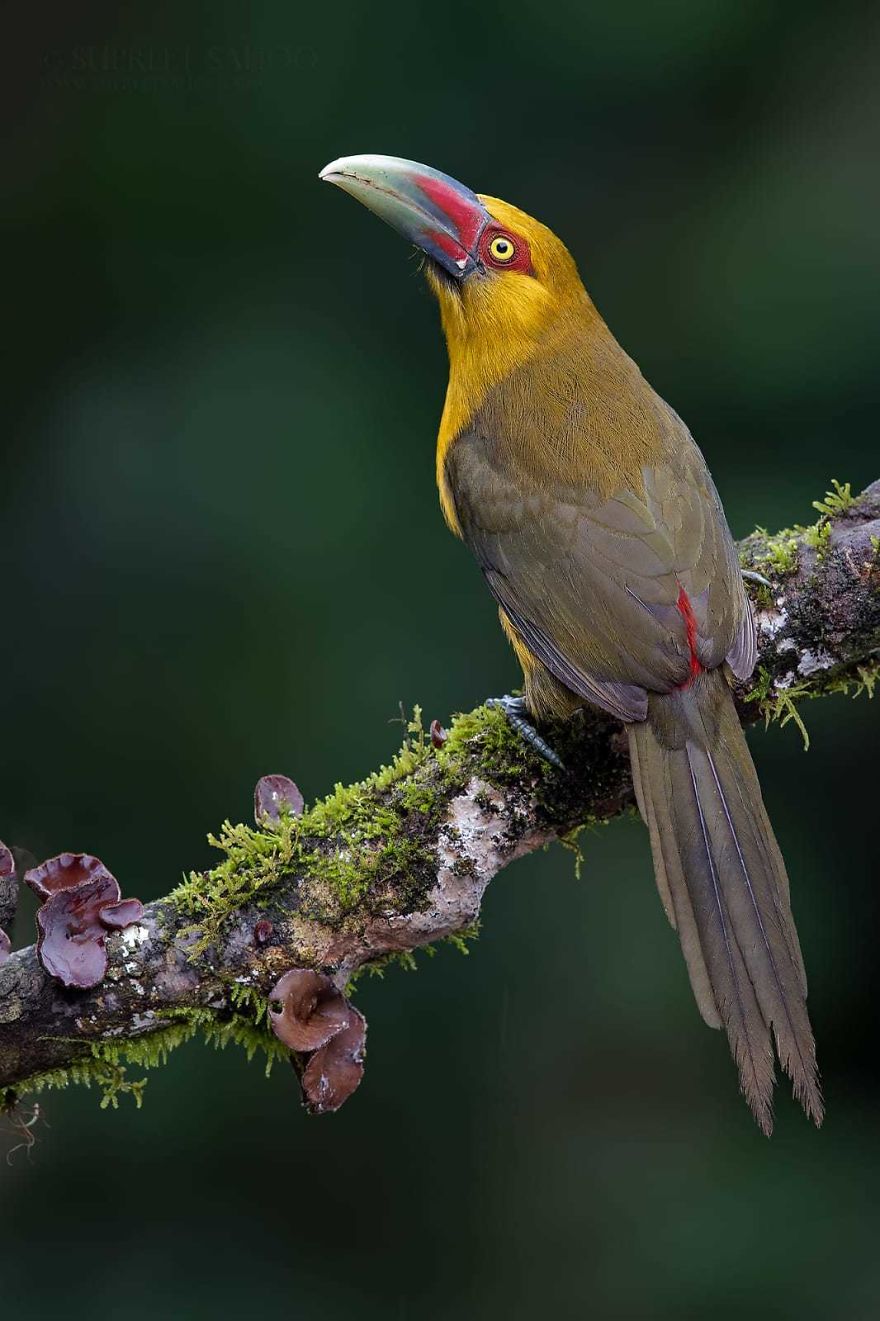 Saffron Toucanet