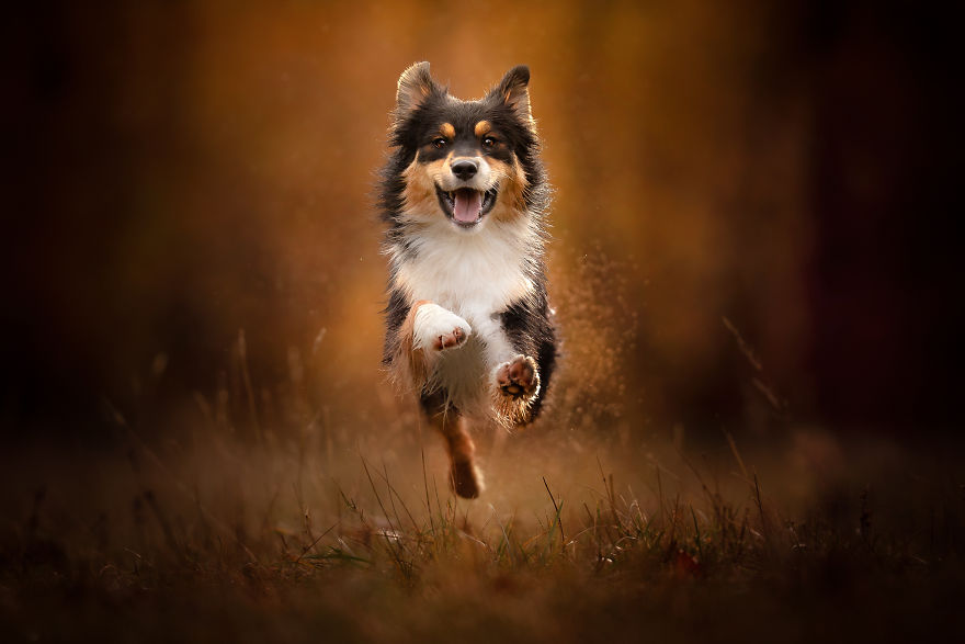 I Came Back With More Heartwarming Dog Portraits That Will Make You Smile