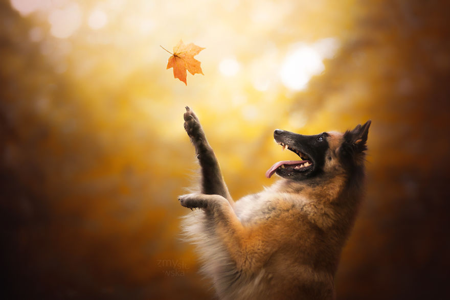 I Came Back With More Heartwarming Dog Portraits That Will Make You Smile