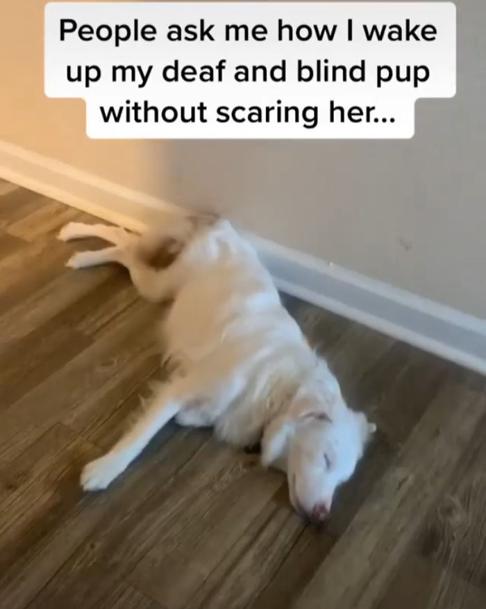 Guy Shows How He Wakes Up His Blind And Deaf Dog Without Scaring Her, Receives Almost 13 Million Likes