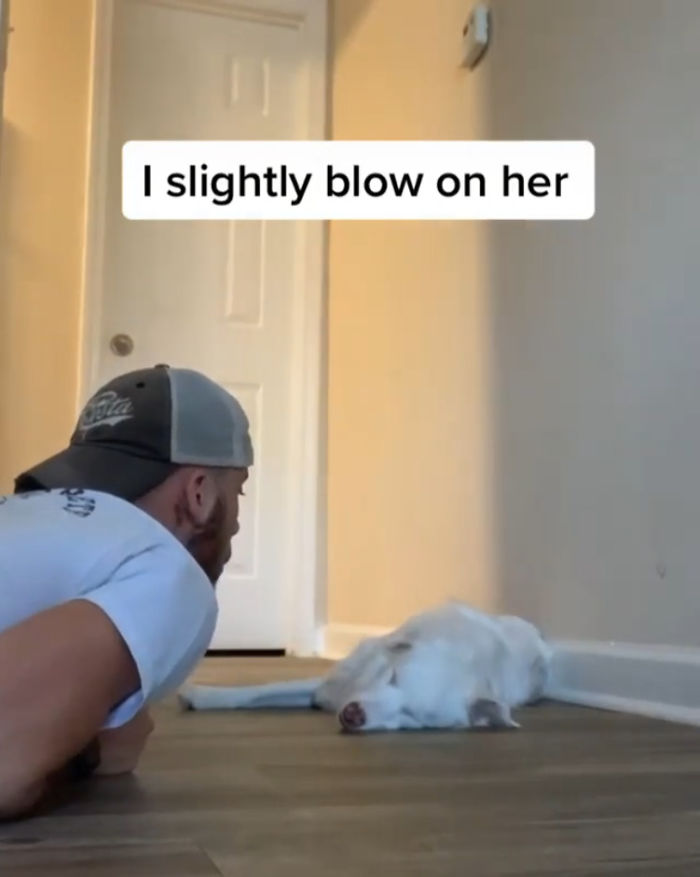 Guy Shows How He Wakes Up His Blind And Deaf Dog Without Scaring Her, Receives Almost 13 Million Likes