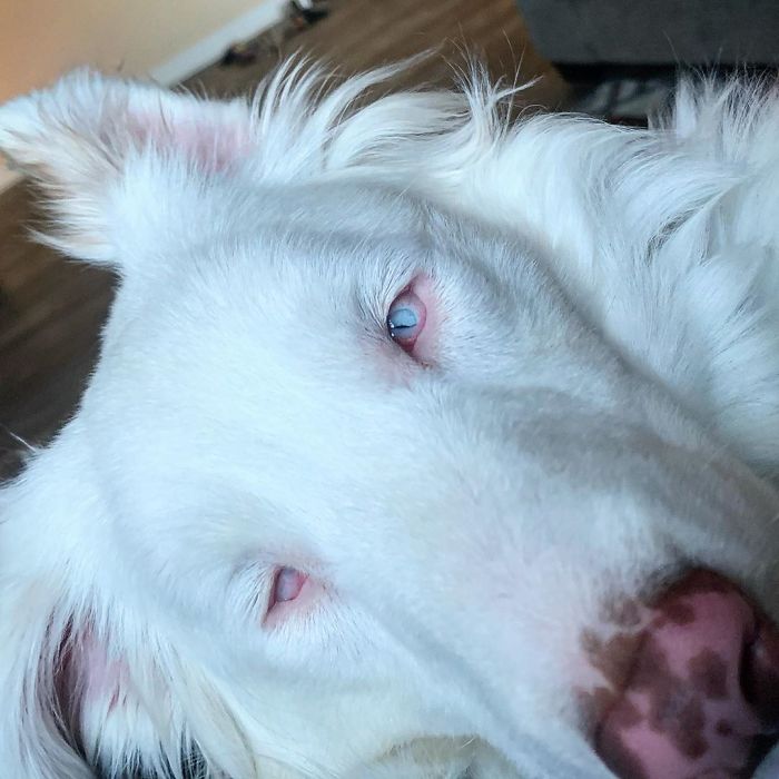 Guy Shows How He Wakes Up His Blind And Deaf Dog Without Scaring Her, Receives Almost 13 Million Likes Guy Shows How He Wakes Up His Blind And Deaf Dog Without Scaring Her, Receives Almost 13 Million Likes