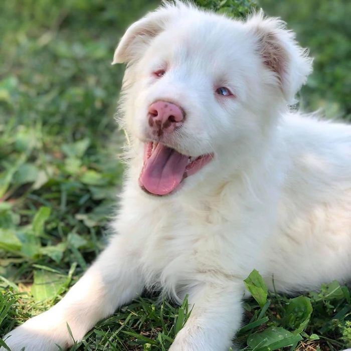 Guy Shows How He Wakes Up His Blind And Deaf Dog Without Scaring Her, Receives Almost 13 Million Likes Guy Shows How He Wakes Up His Blind And Deaf Dog Without Scaring Her, Receives Almost 13 Million Likes