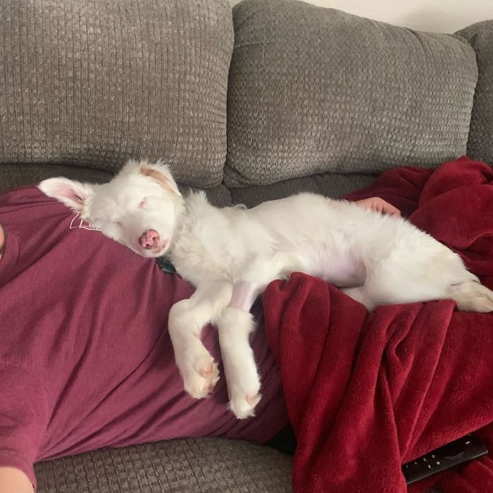 Guy Shows How He Wakes Up His Blind And Deaf Dog Without Scaring Her, Receives Almost 13 Million Likes