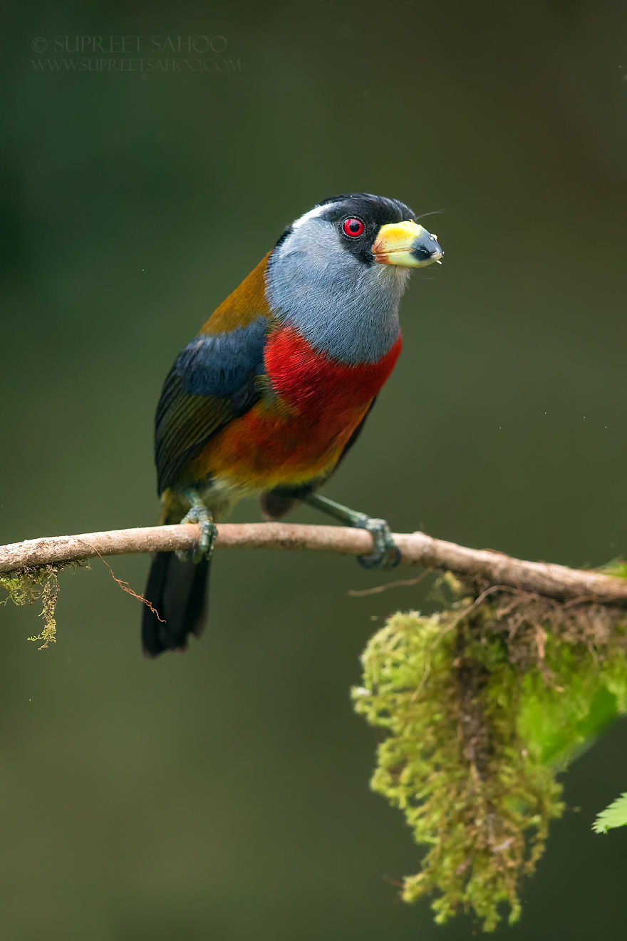 Toucan Barbet