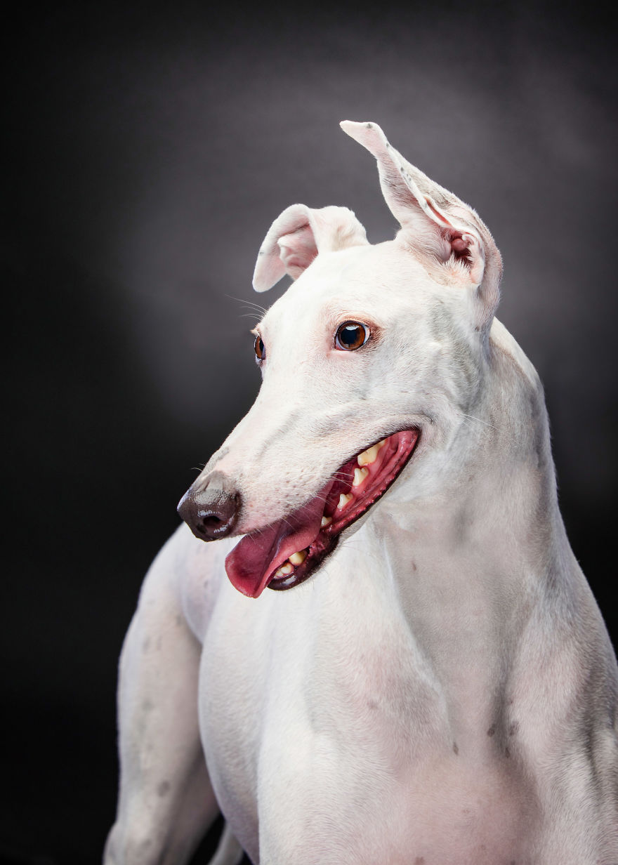 Faces Of Rescue - Galgo Espanol Faces Of Rescue - Galgo Espanol