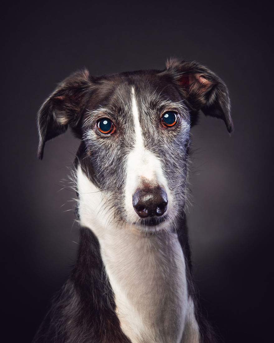 Faces Of Rescue - Galgo Espanol Faces Of Rescue - Galgo Espanol