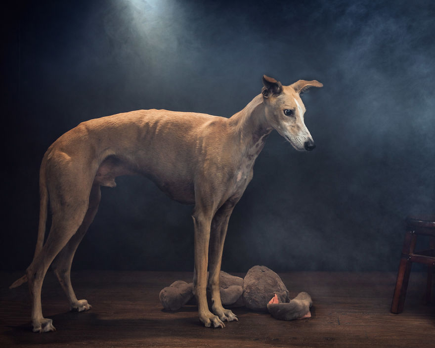 Faces Of Rescue - Galgo Espanol