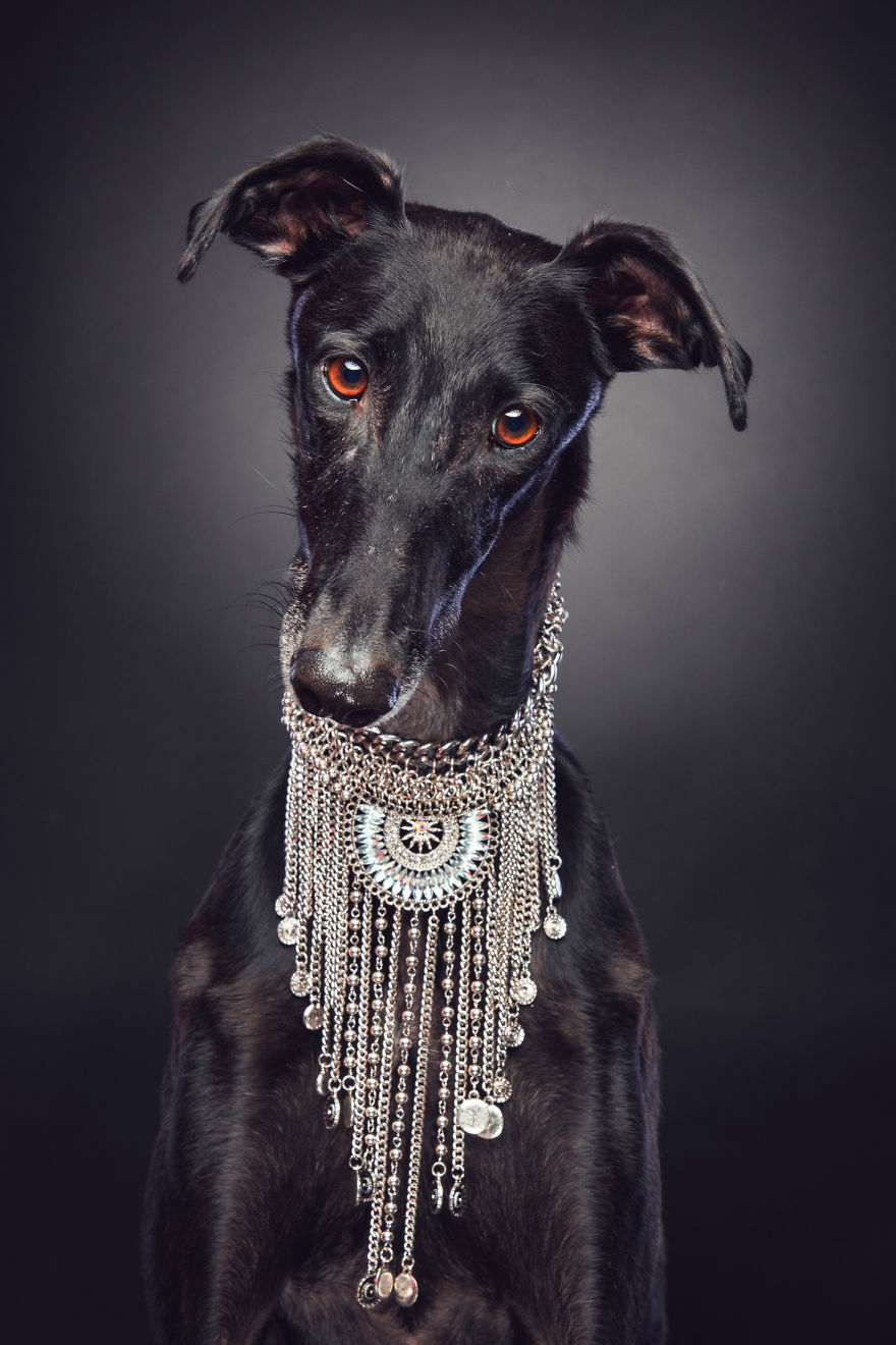 Faces Of Rescue - Galgo Espanol Faces Of Rescue - Galgo Espanol