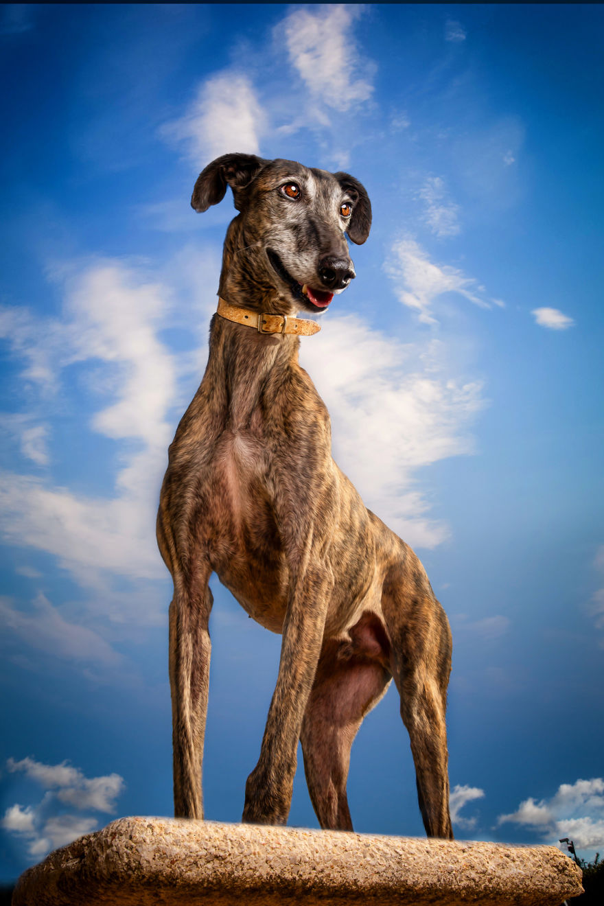 Faces Of Rescue - Galgo Espanol Faces Of Rescue - Galgo Espanol