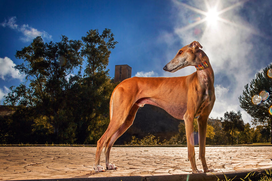 Faces Of Rescue - Galgo Espanol Faces Of Rescue - Galgo Espanol