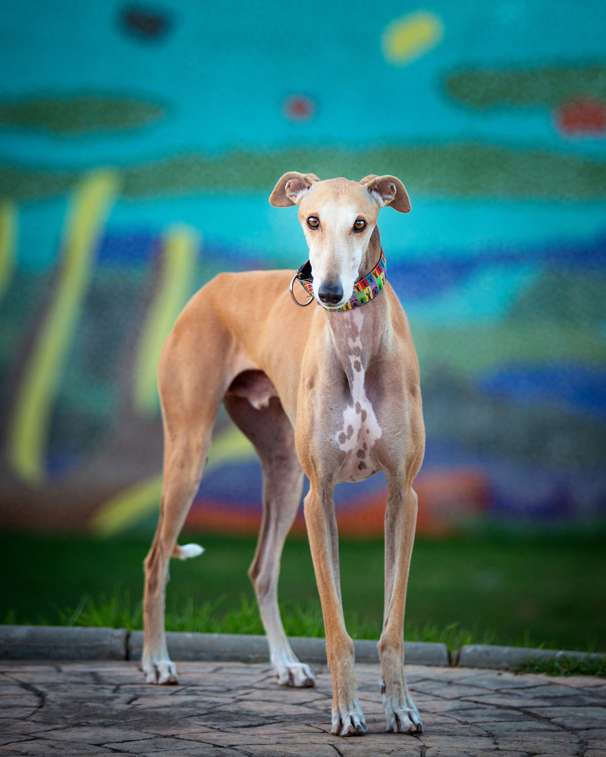 Faces Of Rescue - Galgo Espanol Faces Of Rescue - Galgo Espanol